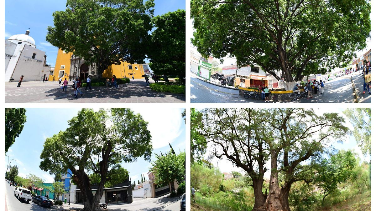 Irapuato cuenta con 11 árboles monumentales; conoce cuales son